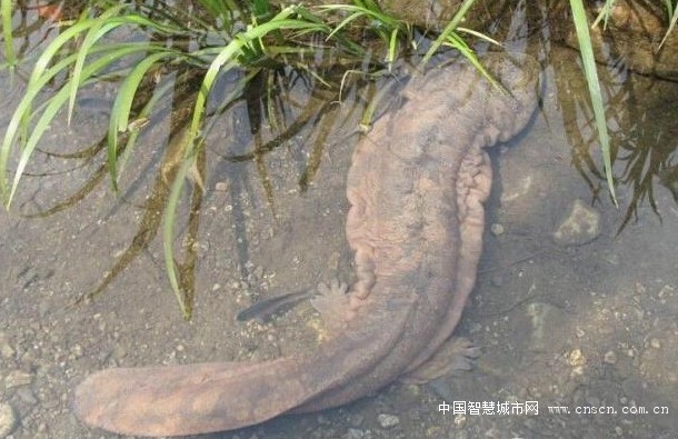 9ODVZH00V~~6$BTQ9QMU`MF