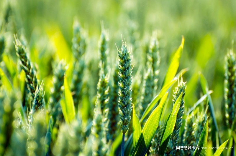 agriculture-13730152618Ej